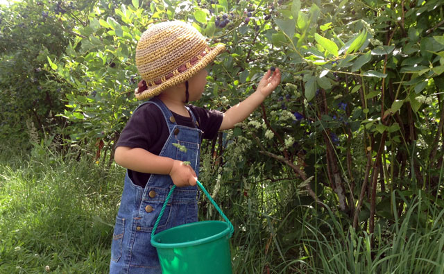 ブルーベリー収穫