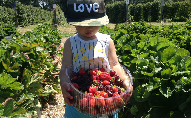ストロベリー収穫