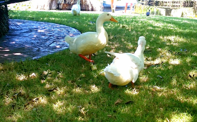 ウォーターガーデン