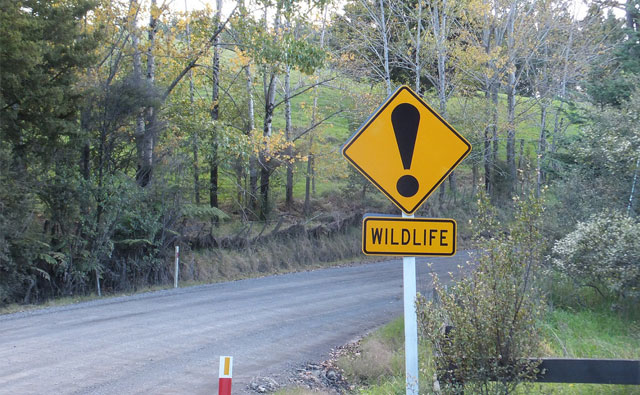 第4回 グレースとゆかいな仲間たち♪