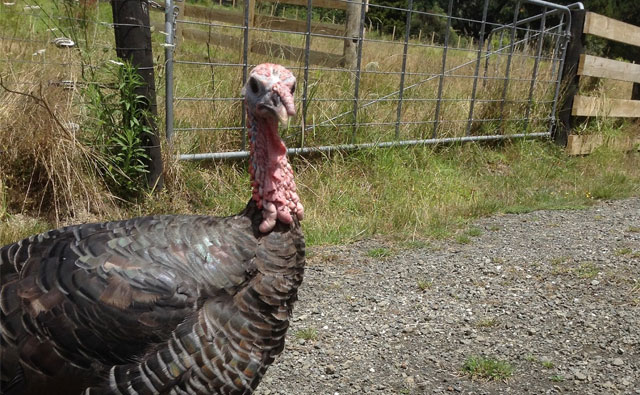 第6回 動物たちのつぶやき