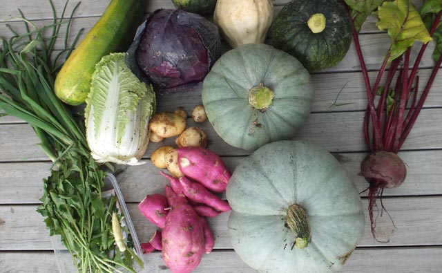 収穫野菜