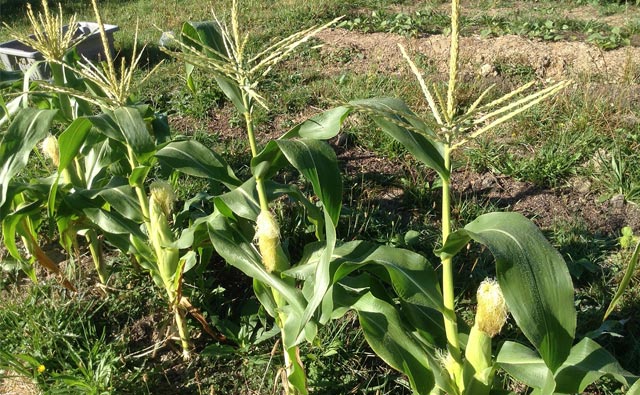 第8回 元気いっぱい野菜たち