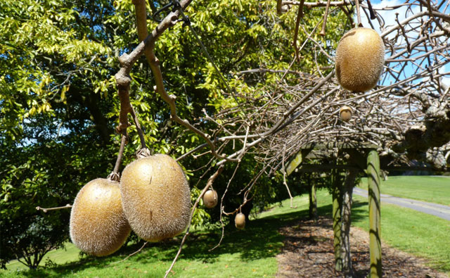 キウイフルーツクロースアップ