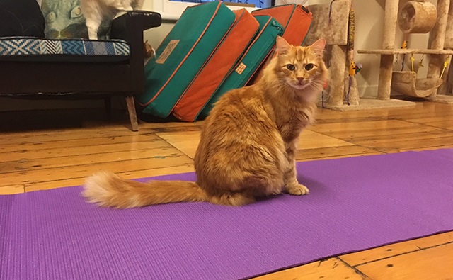 Yoga02