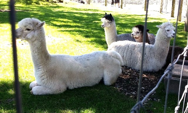 alpacas
