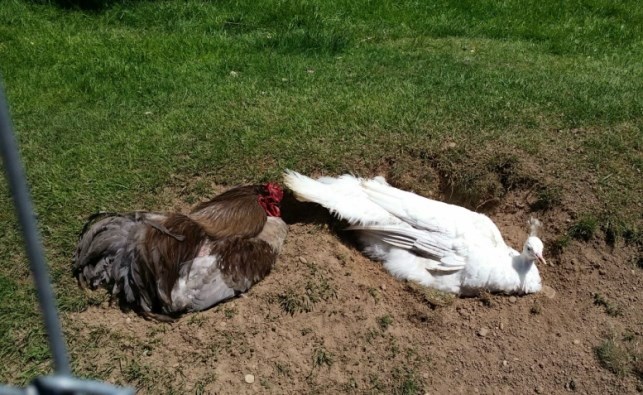 chicken
