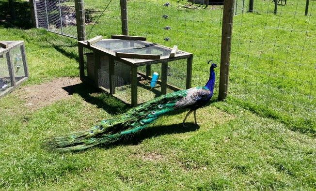 peacock