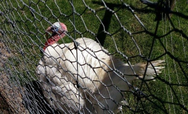 turkey