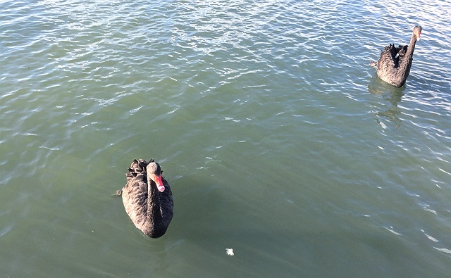 ブラックスワン@ロトルア湖