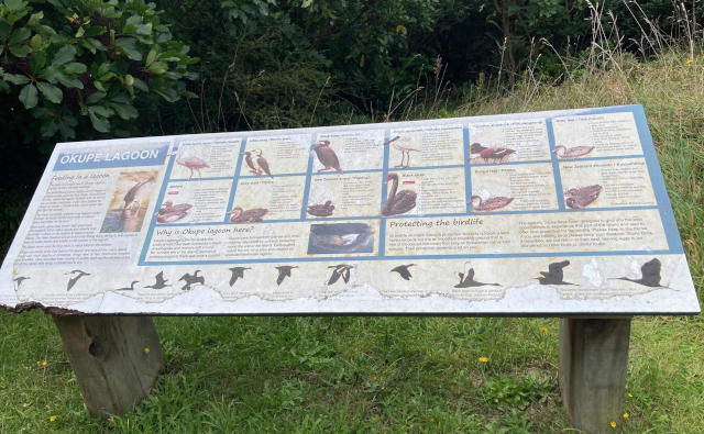 birds