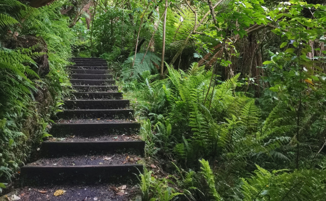 キウイとご対面！？スチュアート島旅行記【後編】