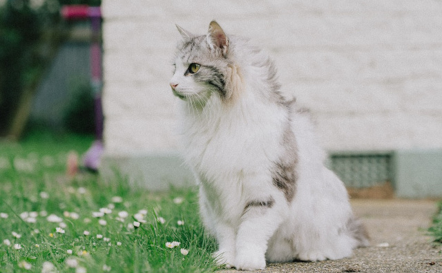 捨て猫から飼い猫へ保護