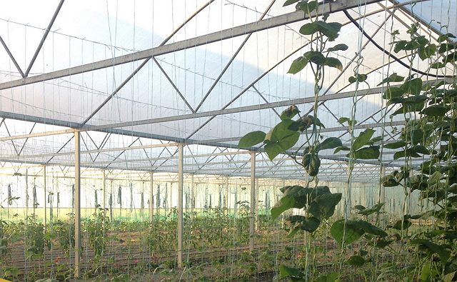 ビニール・ハウス