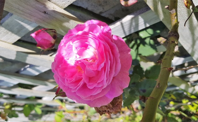 薔薇