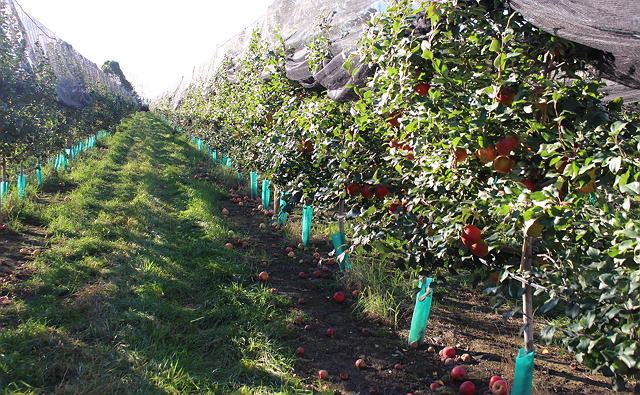 シーズナルジョブ