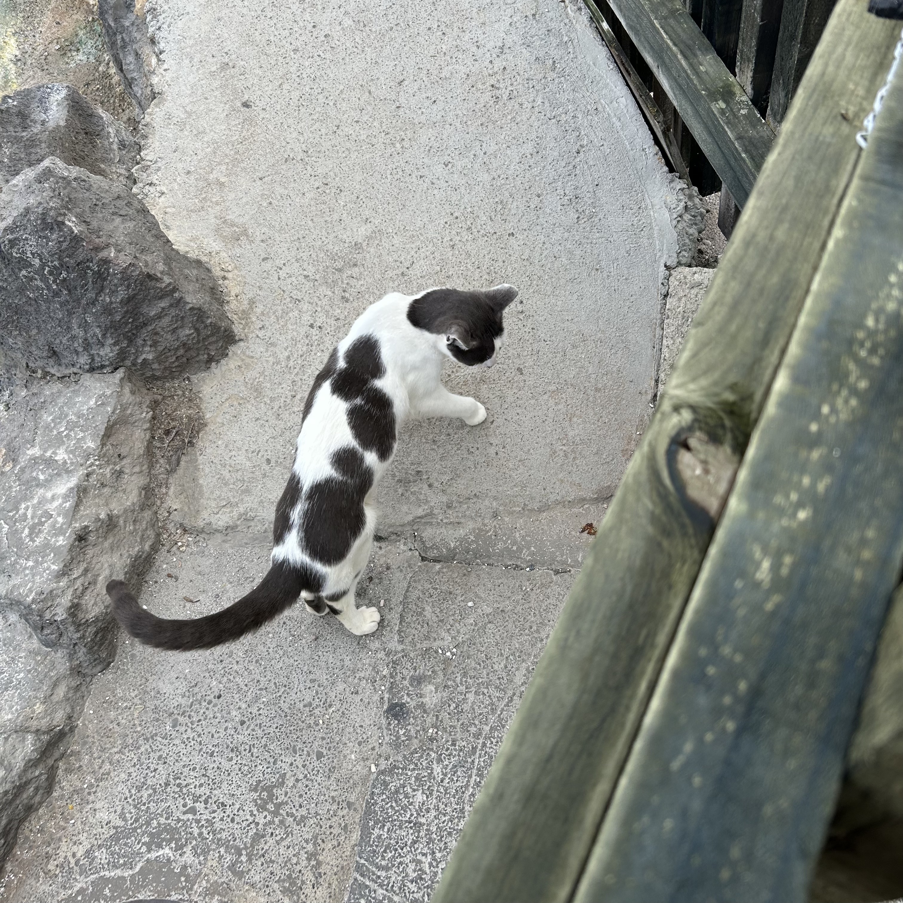 Nekotarou