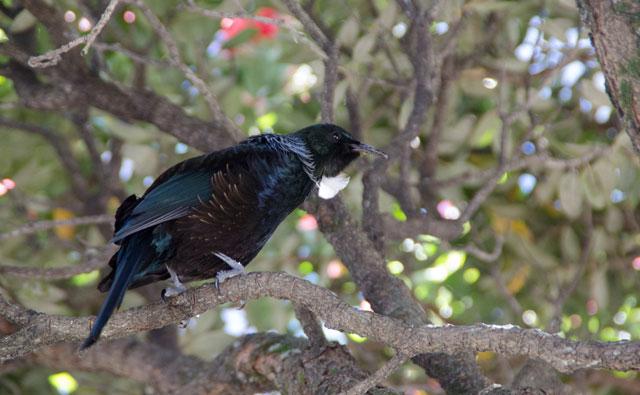 野鳥検索サイト