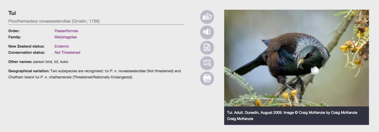 野鳥検索サイト