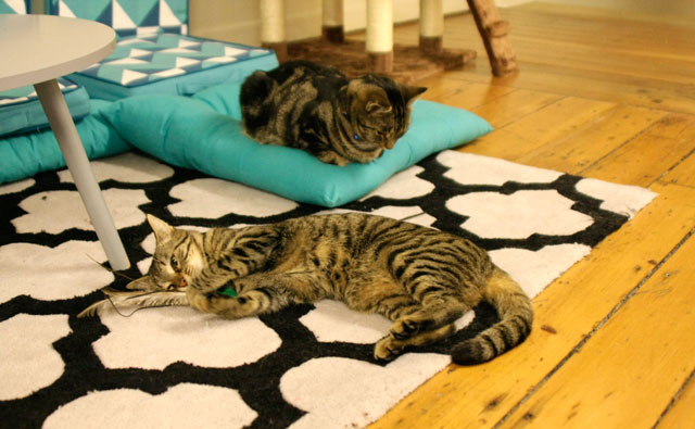 猫カフェ