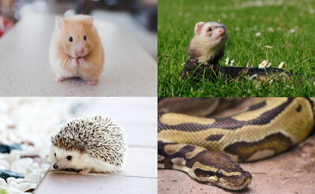 ニュージーランドでは禁止なペット