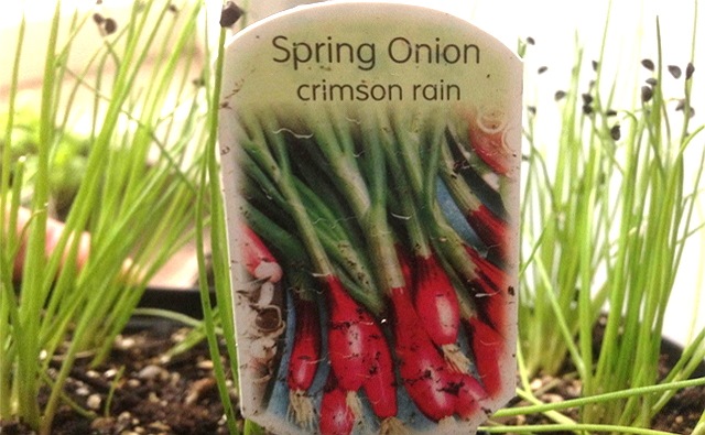 Red Spring Onion